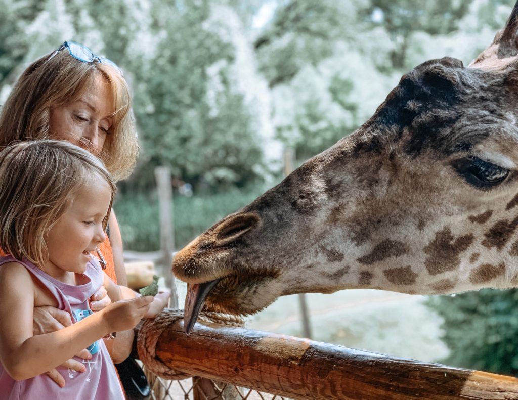 feeding the giraffes at cincinnati zoo