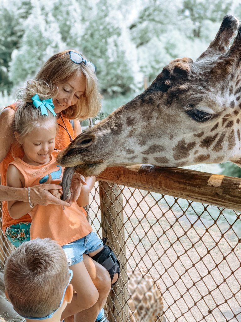what to do at cincinnati zoo giraffe