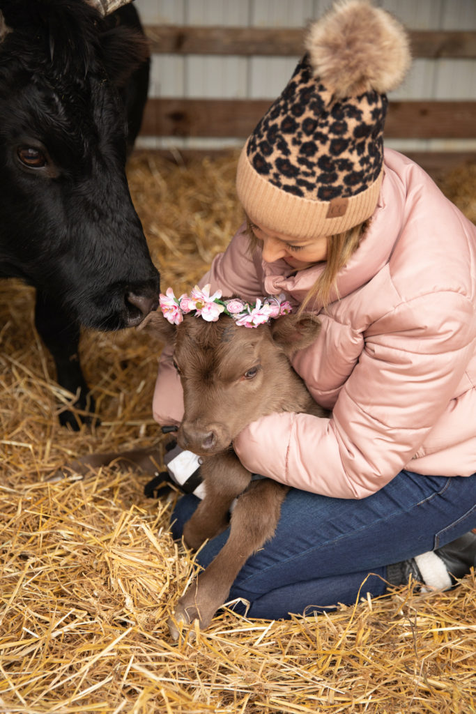 baby cow blog calf photography